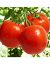 Tomato Frito Sauce Orlando, 400g Tin