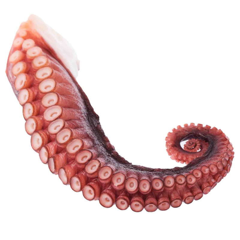 Steamed cooked Octopus tentacle, ±320g (FROZEN) - Price per KG