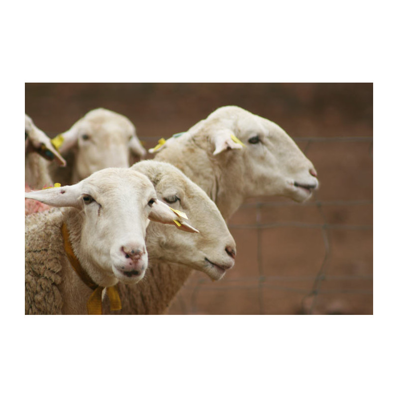 Aged Manchego Cheese, Viejo, DOP 150g