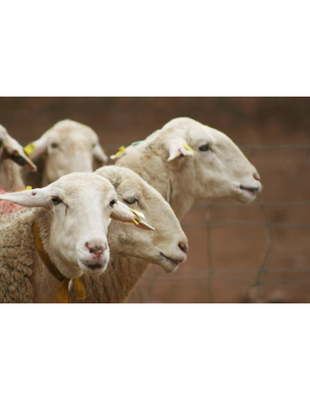 Aged Manchego Cheese, Viejo, DOP 150g