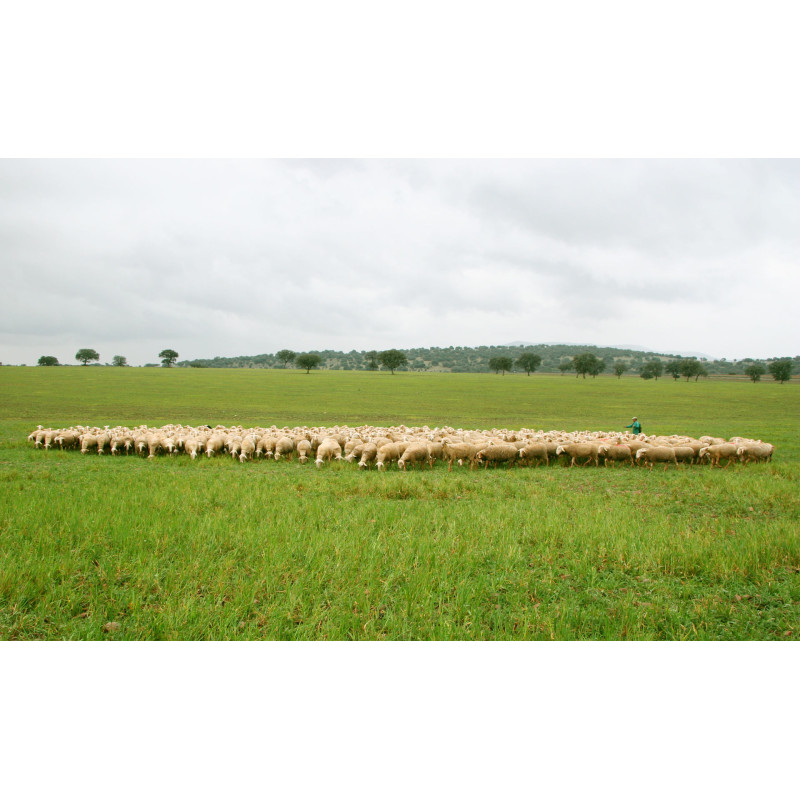 Aged Manchego Cheese, Viejo, DOP 150g