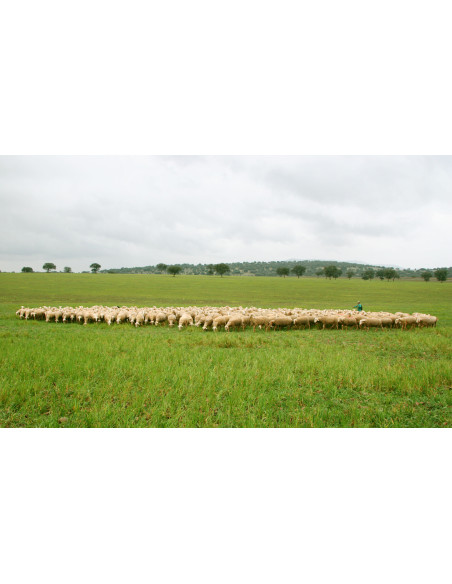 Aged Manchego Cheese, Viejo, DOP 150g